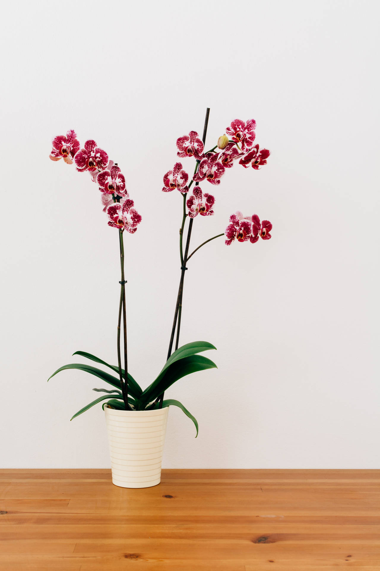 Red Moth Orchid In Vase