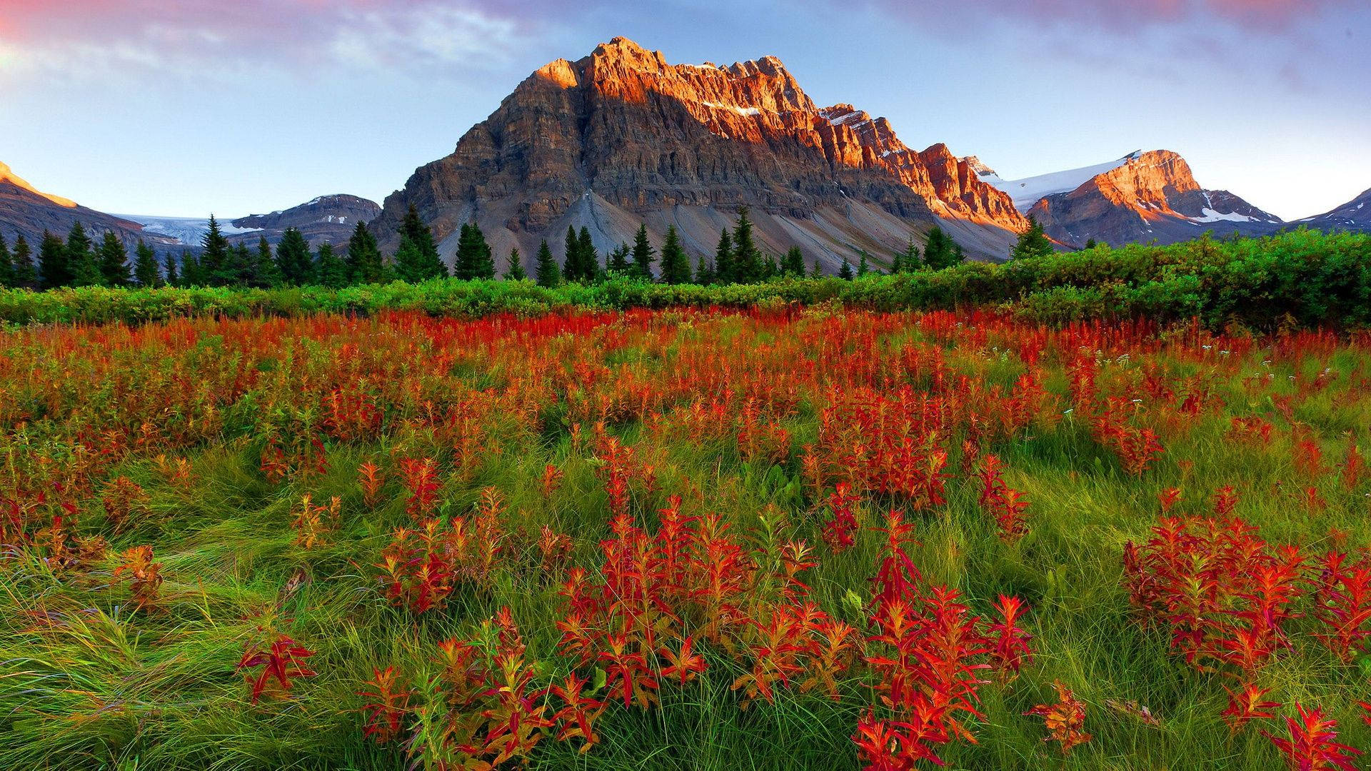 Red Mountain And Red Flower Field Wallpaper