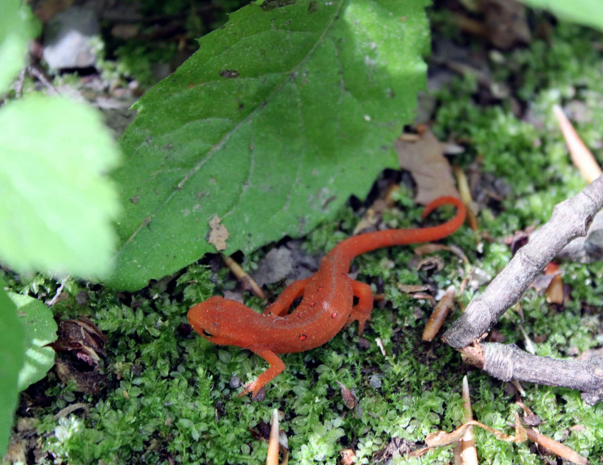 Habitat Naturel Du Newt Rouge Fond d'écran