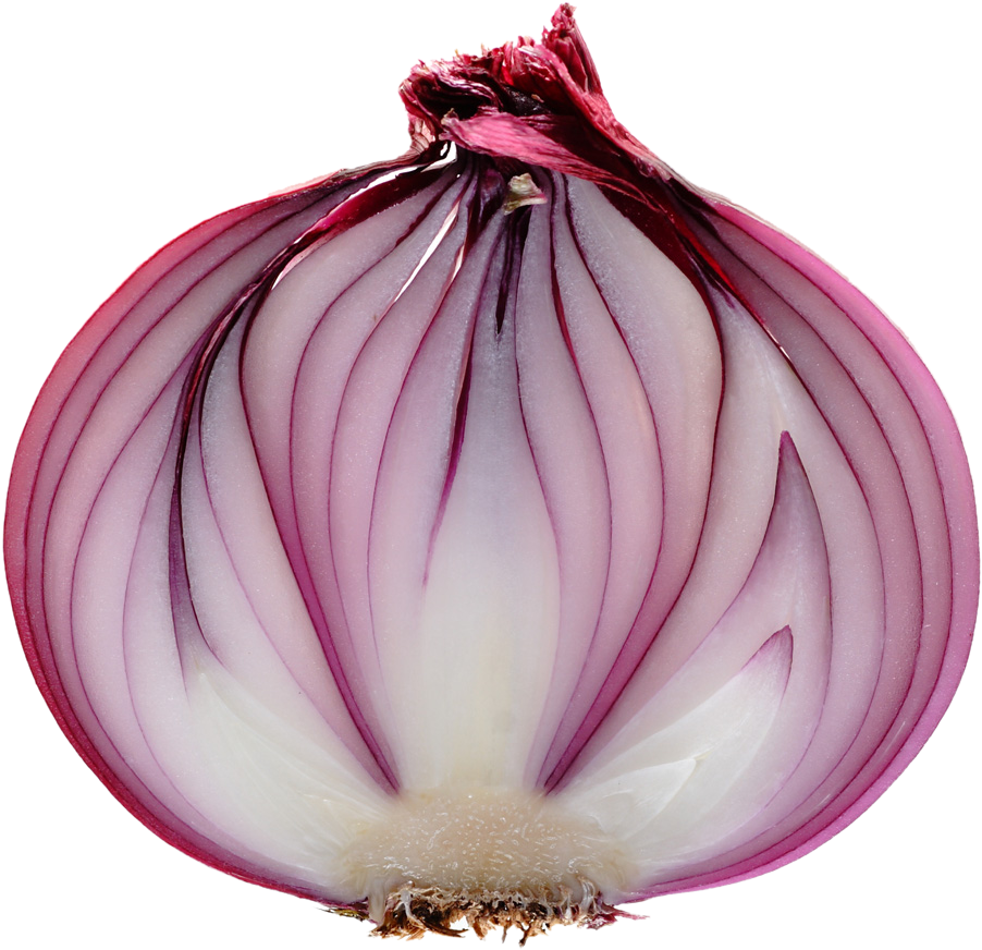 Red Onion Cross Section.png PNG