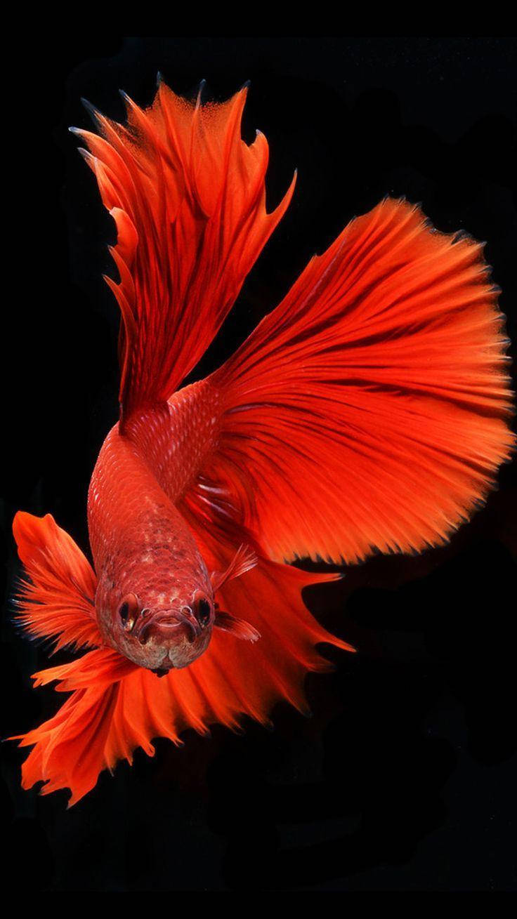 Red Orange Betta Fish Wallpaper