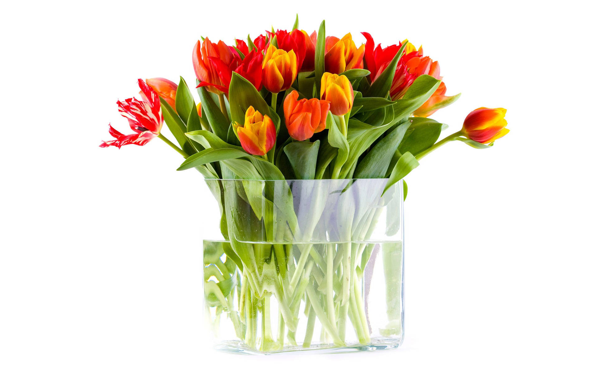 Røde Orange Tulipaner I Blomsterkrukke Wallpaper