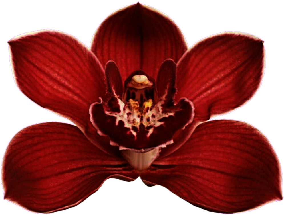 Red Orchid Bloom Transparent Background PNG