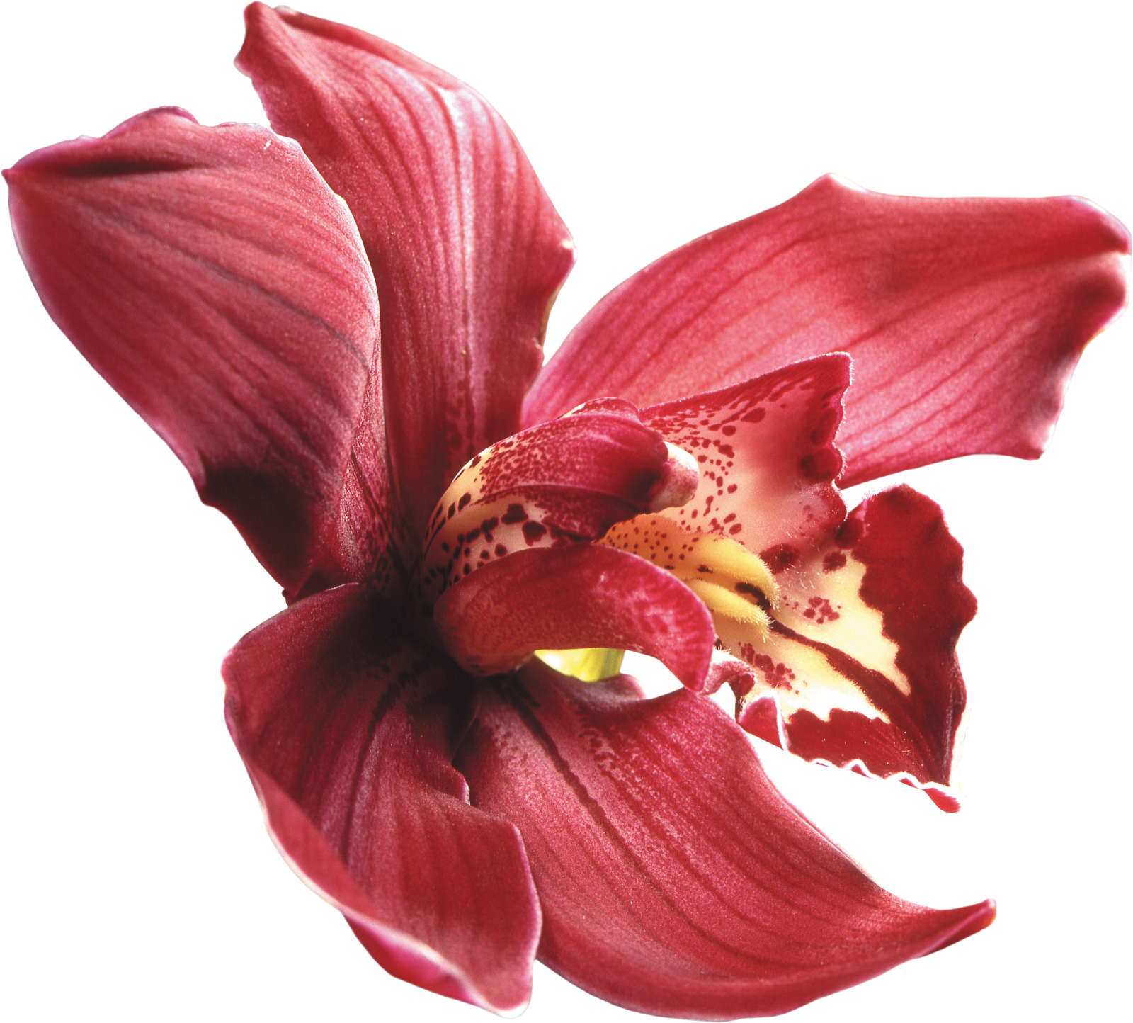 Red Orchid Isolated Background.png PNG