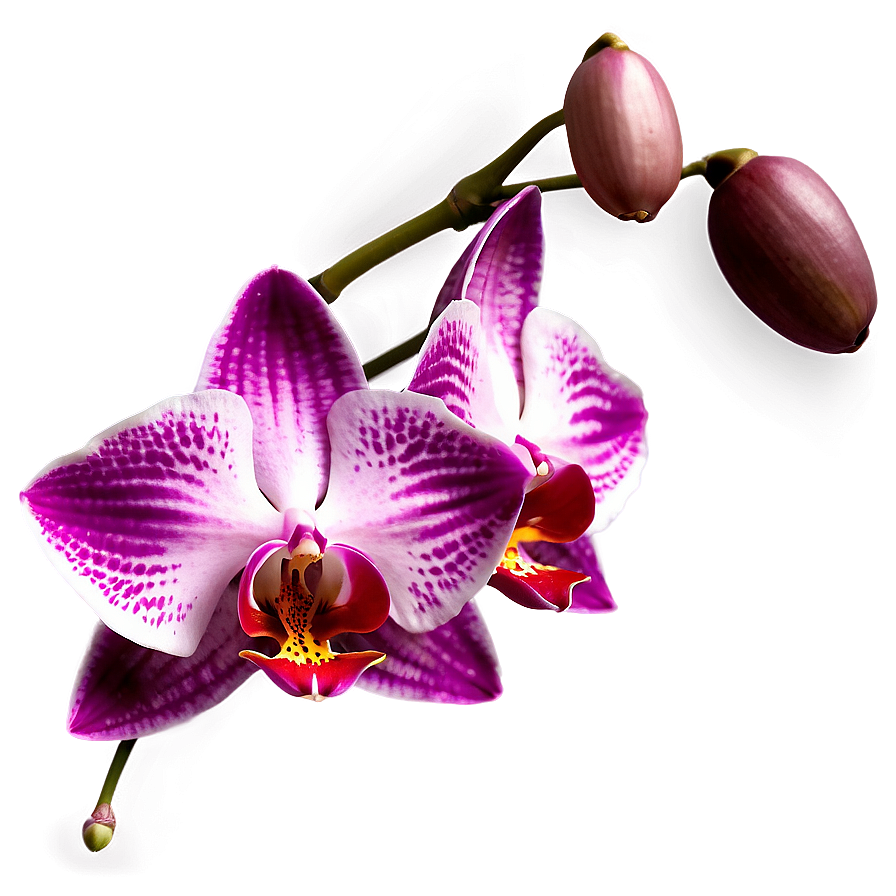 Red Orchid Png 05242024 PNG