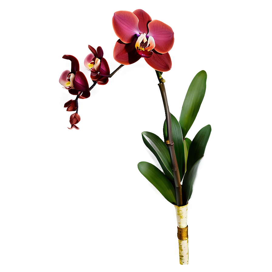 Red Orchid Png Ncb61 PNG