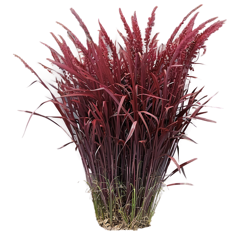 Red Ornamental Grass Png 06212024 PNG
