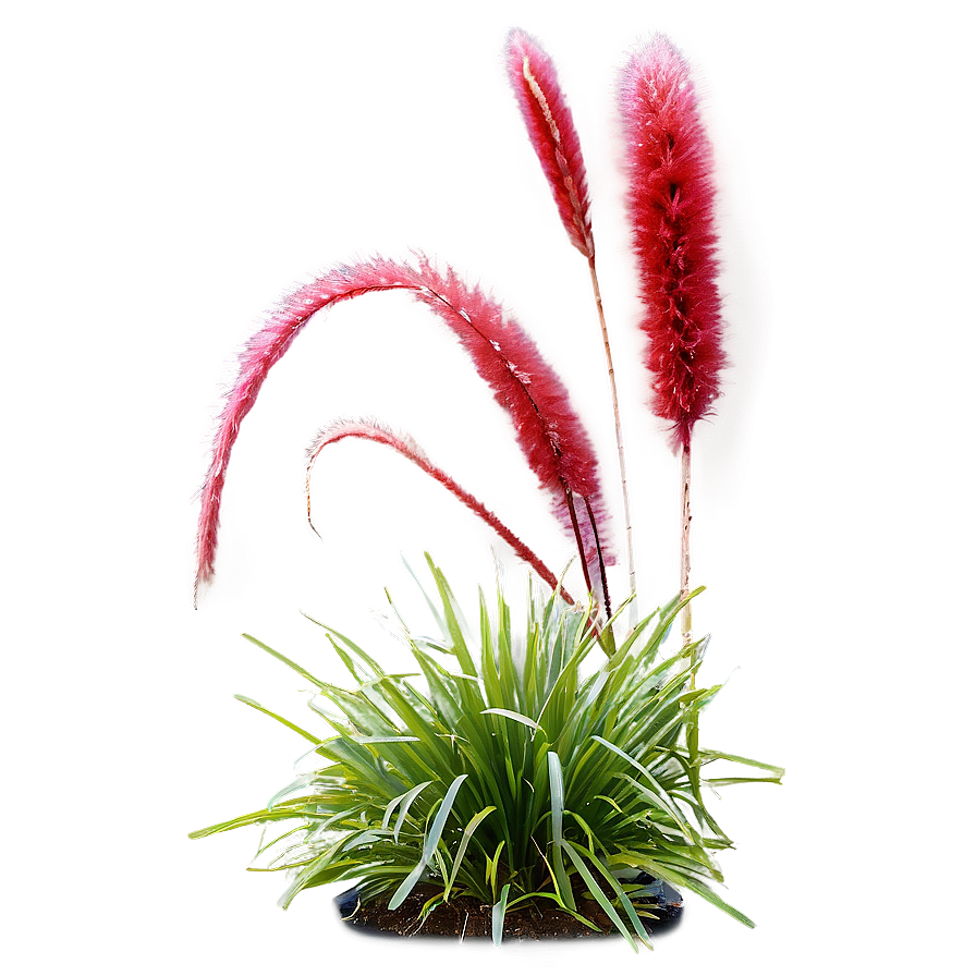 Red Ornamental Grass Png Gqj PNG