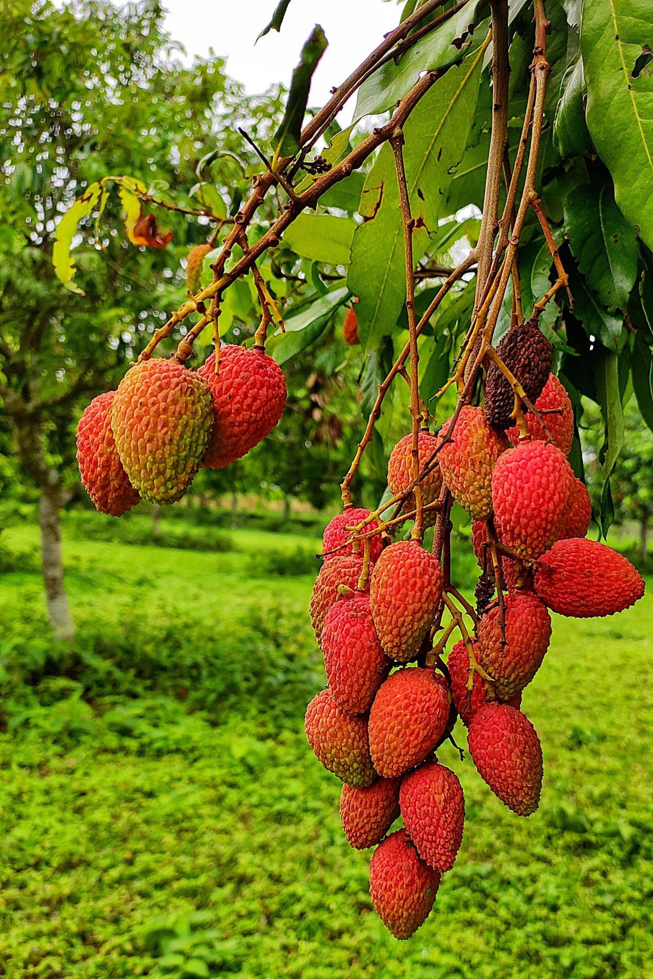 Frutasde Lichi De Forma Ovalada Y Color Rojo. Fondo de pantalla
