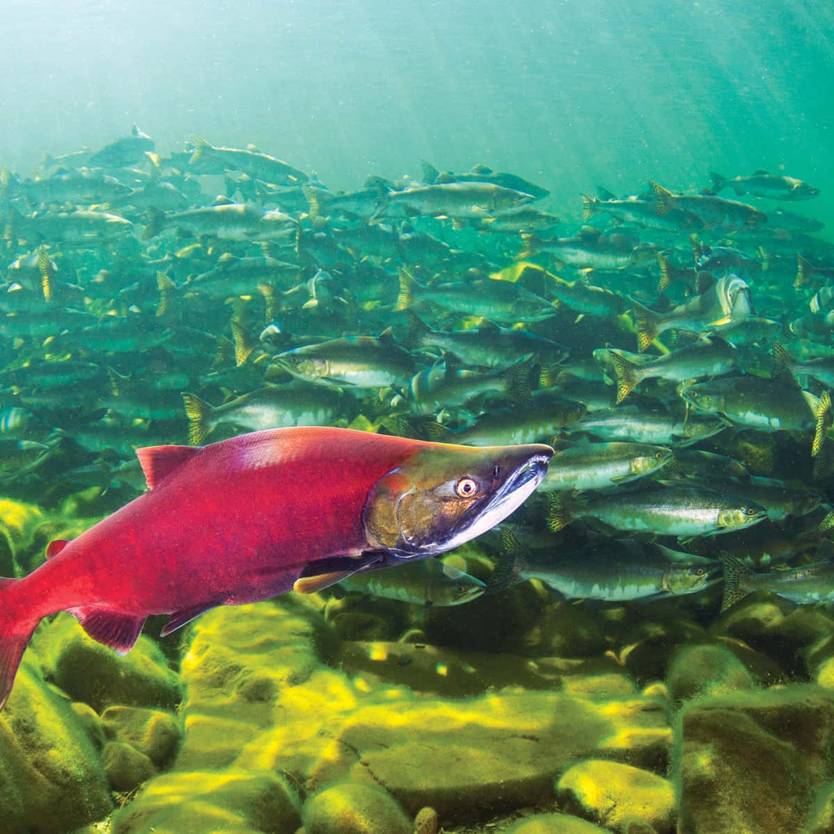 Red Pacific Salmon Leading School Underwater.jpg Wallpaper