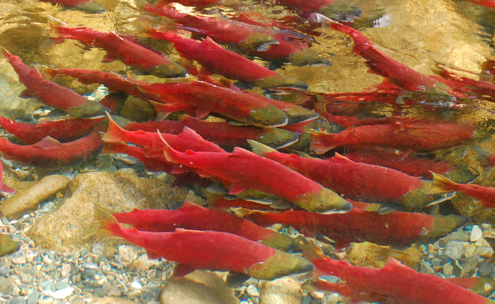 Red Pacific Salmon Spawning Stream Wallpaper