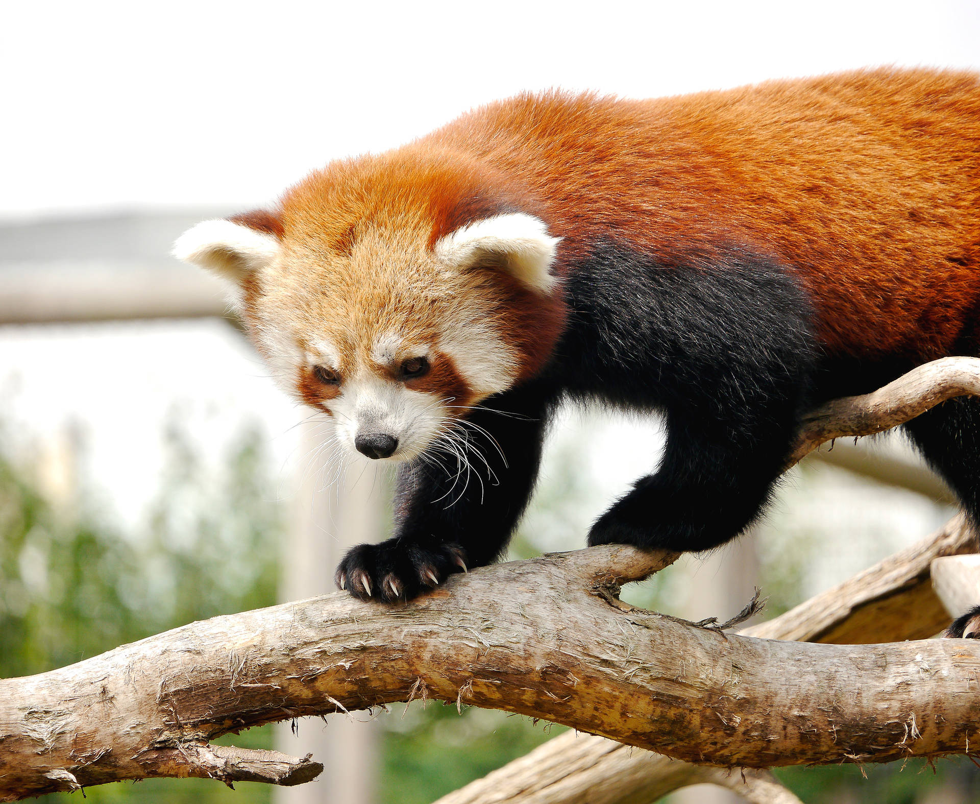 Patrónde Colores Asombroso De Panda Rojo. Fondo de pantalla