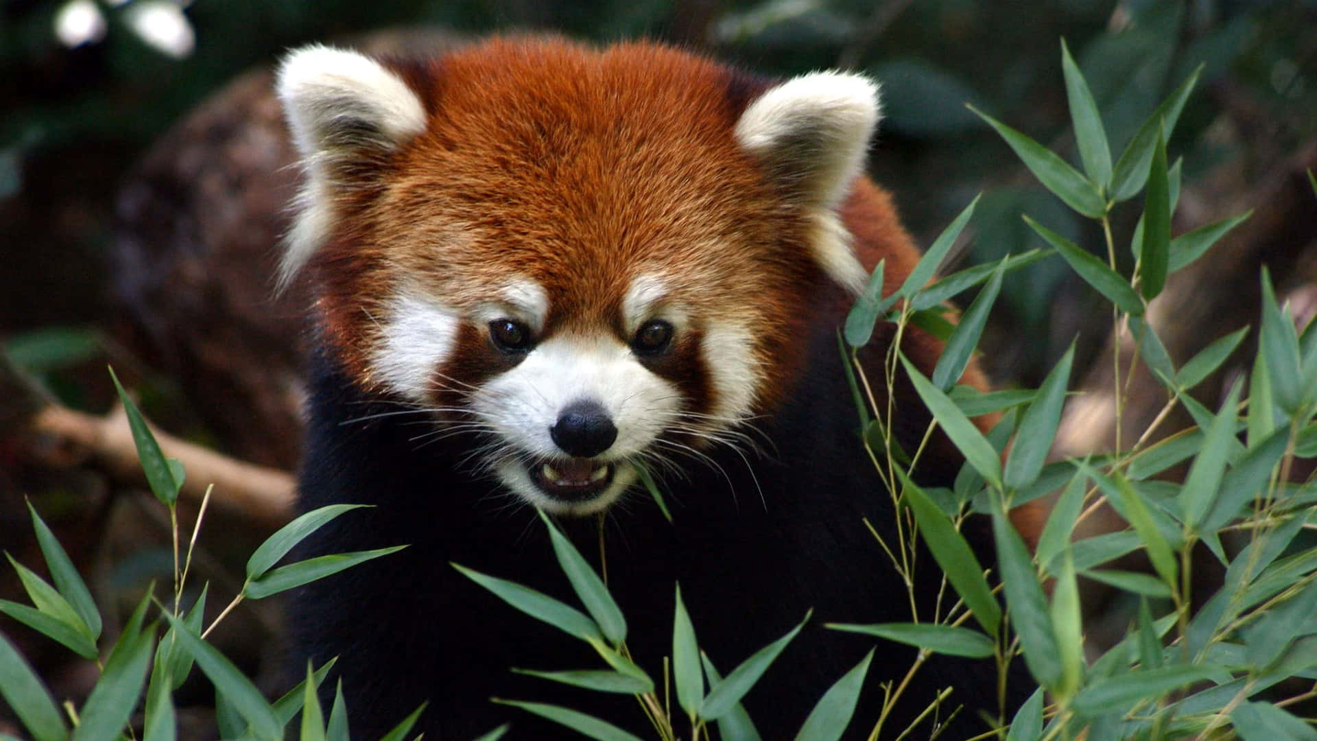 Red Panda Amidst Bamboo Woodland Park Zoo Wallpaper