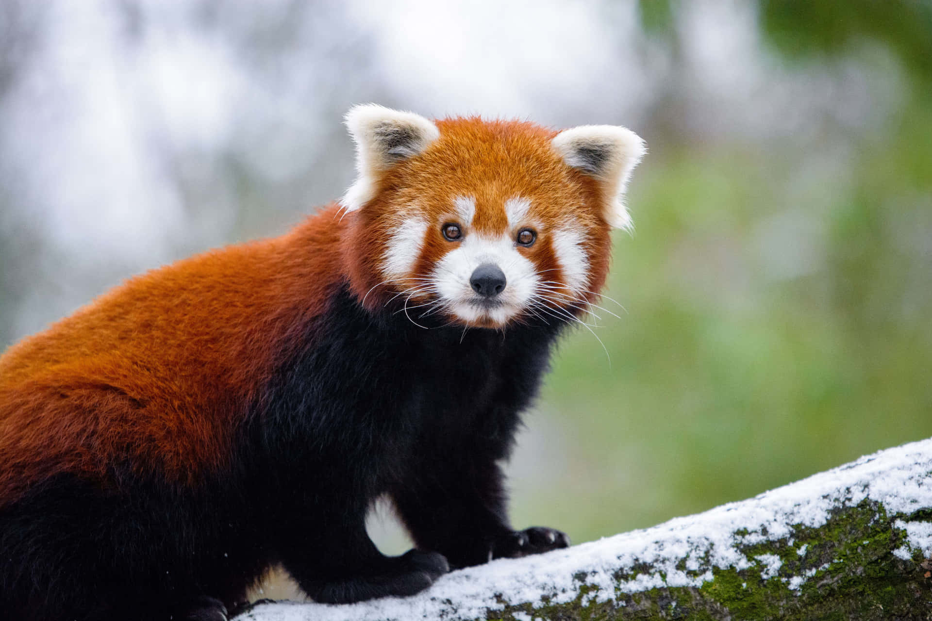 Red Panda In The Snow