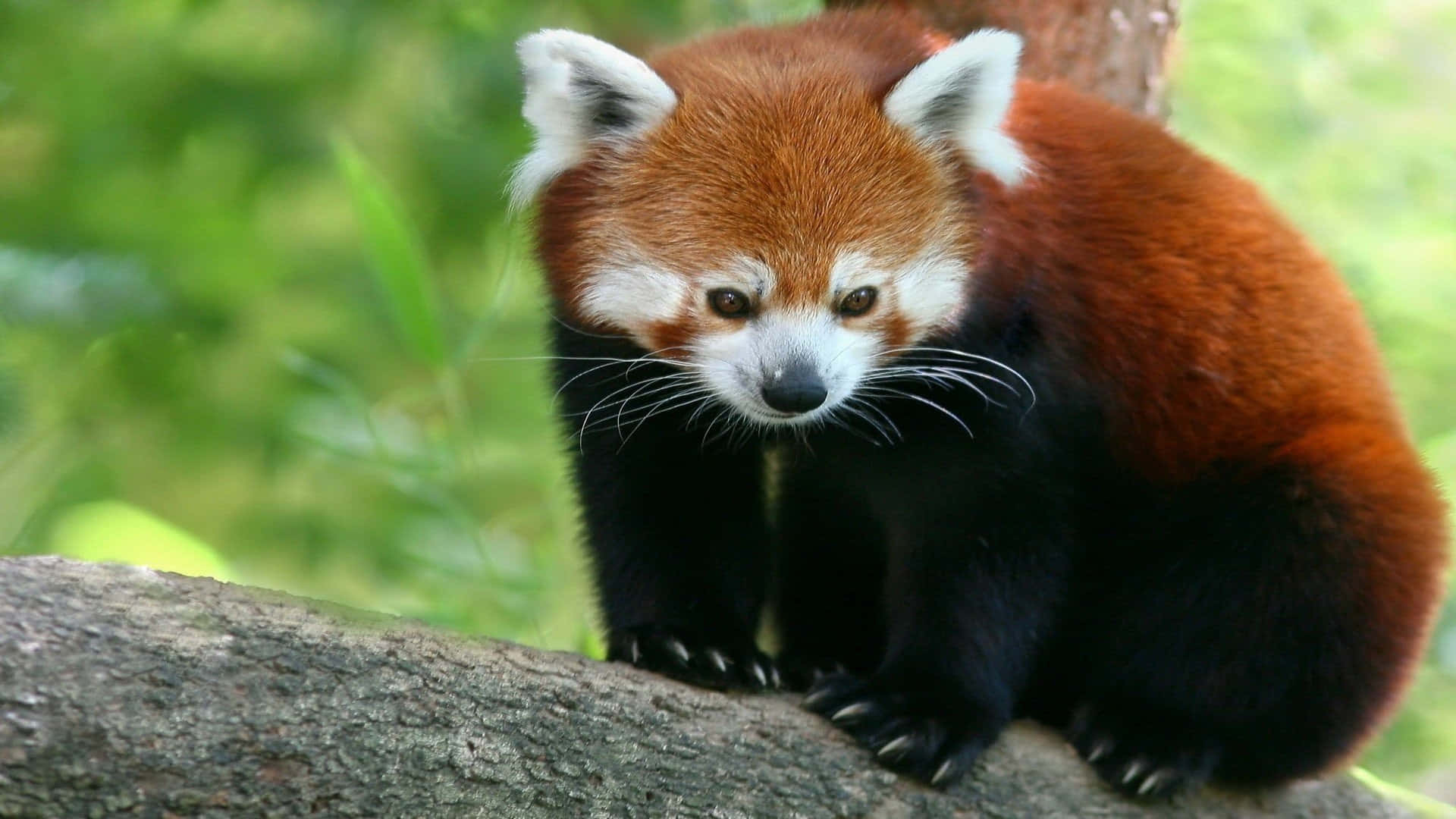 Red Panda resting on its back in bamboo forest