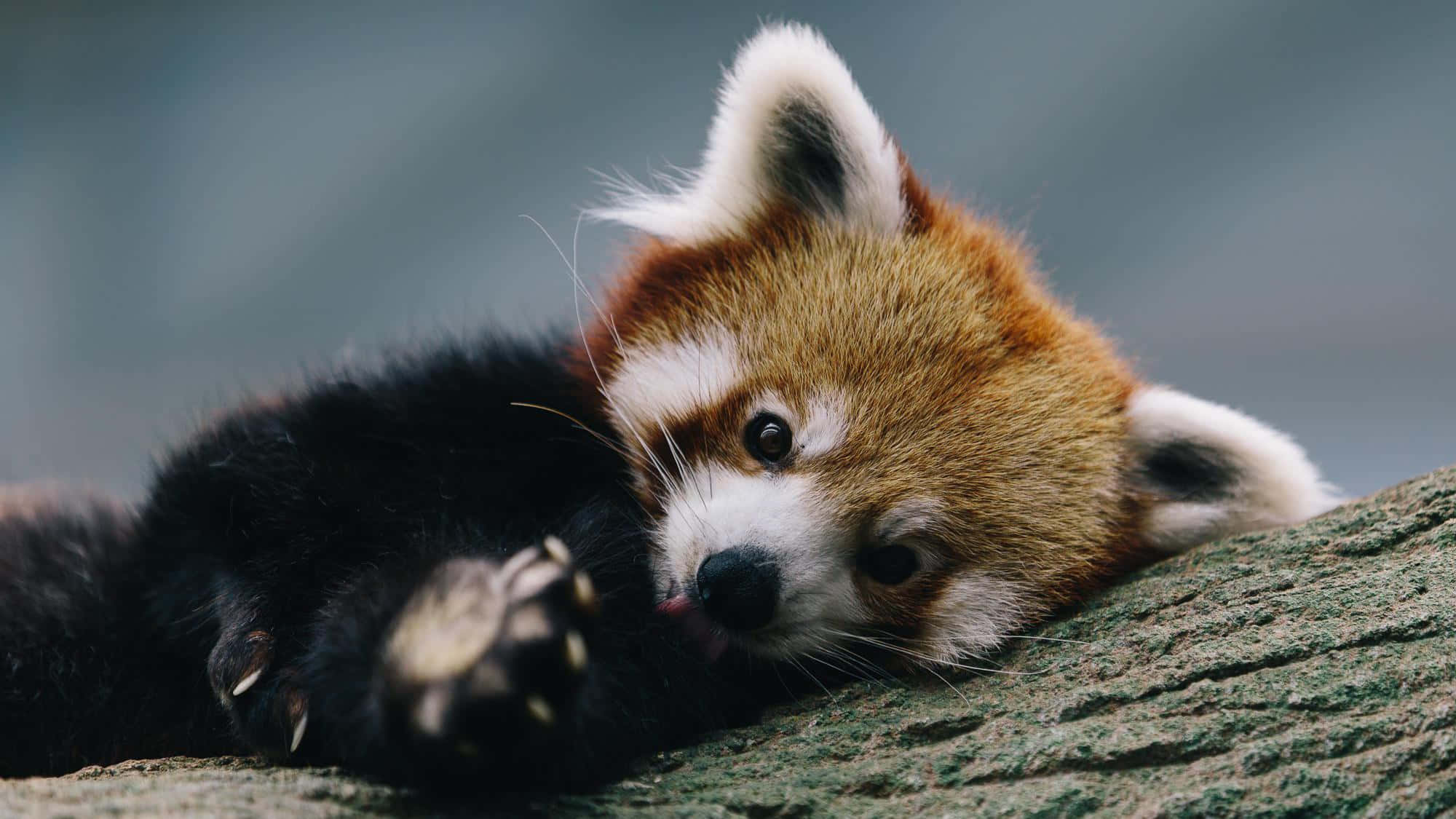 Adorable Red Panda Sitting in a Tree
