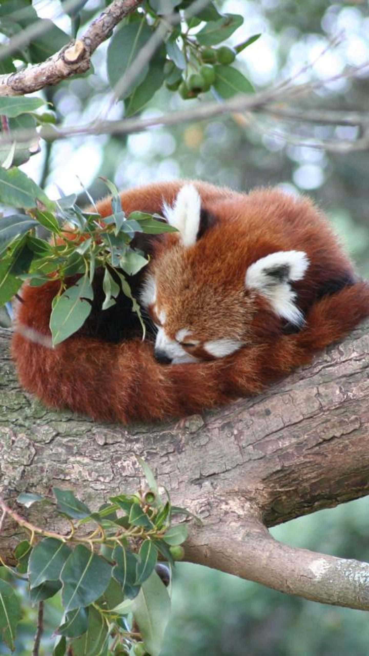 Enbedårende Rød Panda, Der Klamrer Sig Til Et Træ.