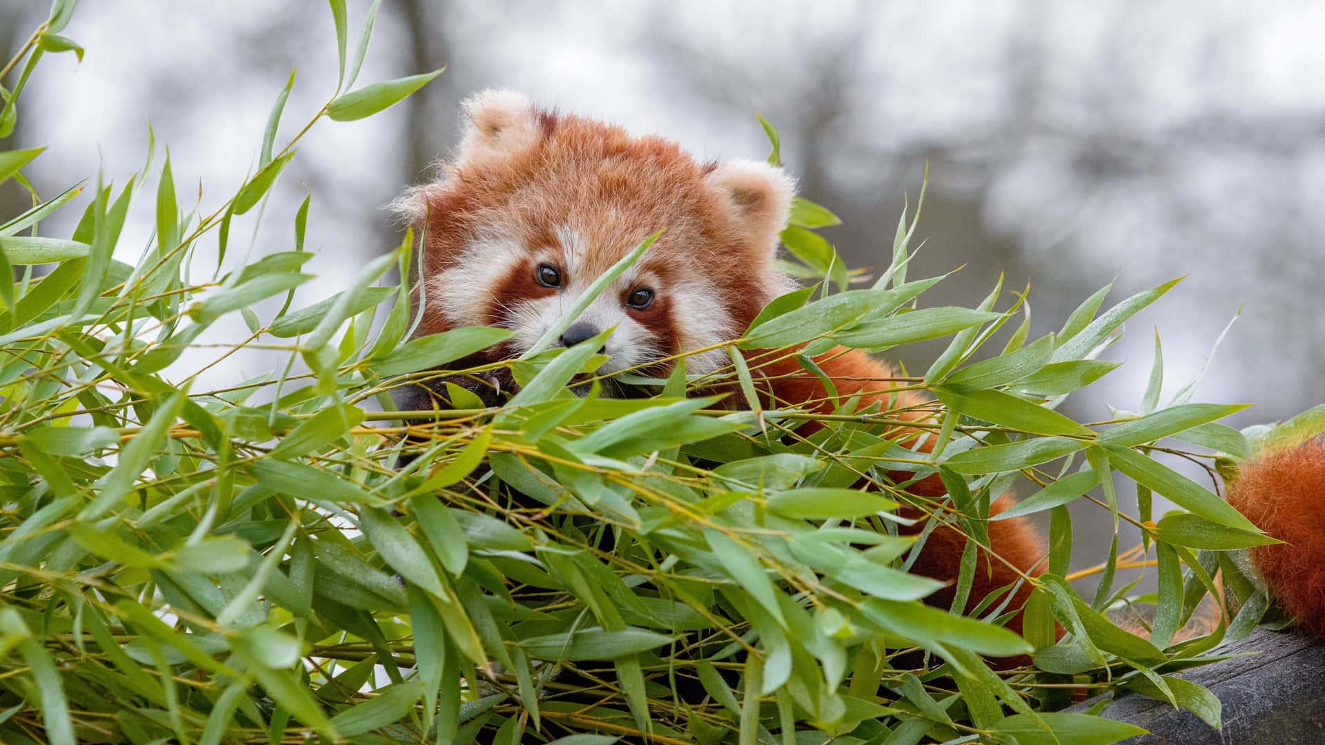 "Cuddled up in a ball - a Red Panda snuggles up for a nap"