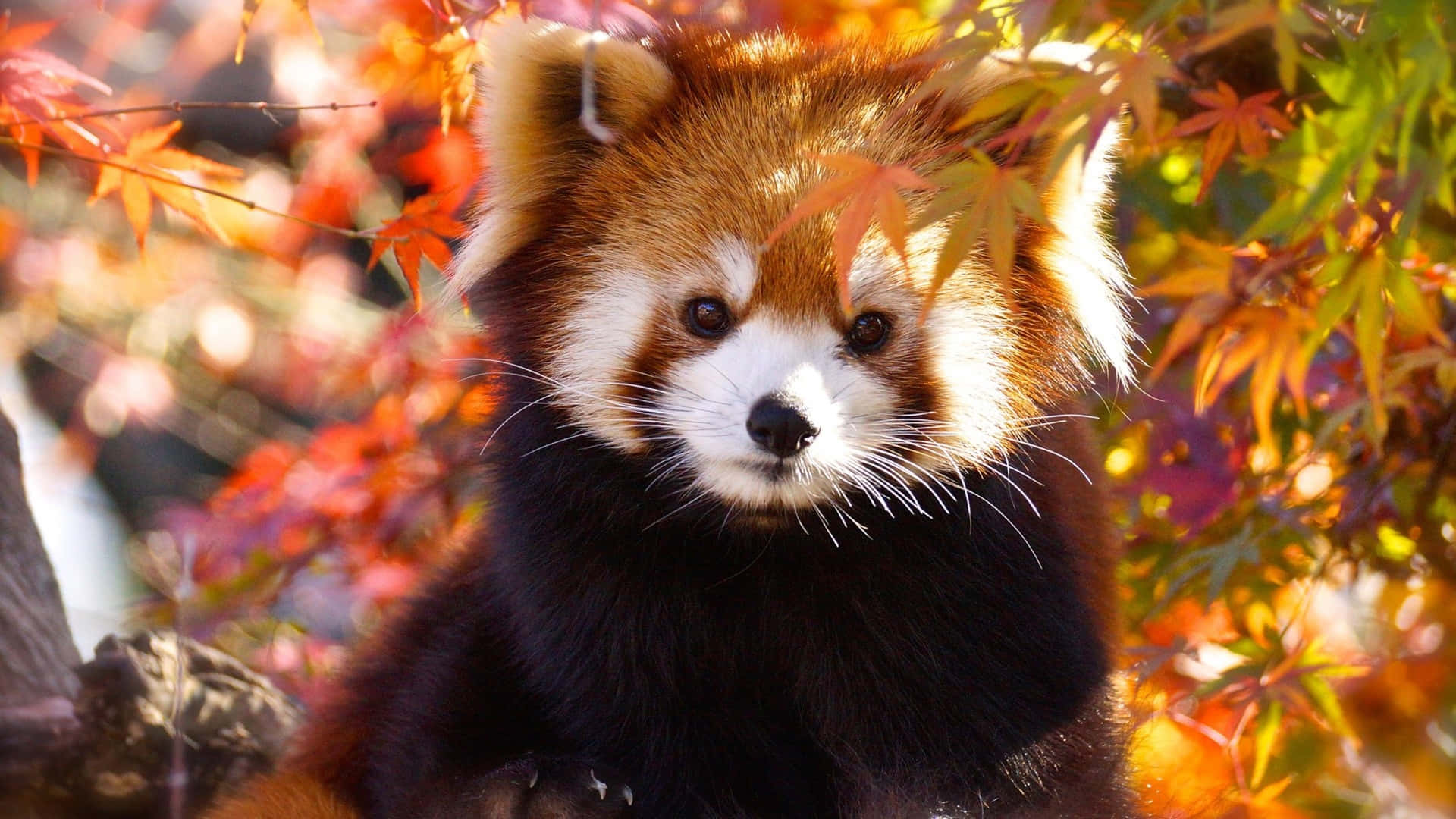 Adorable Red Panda In A Garden