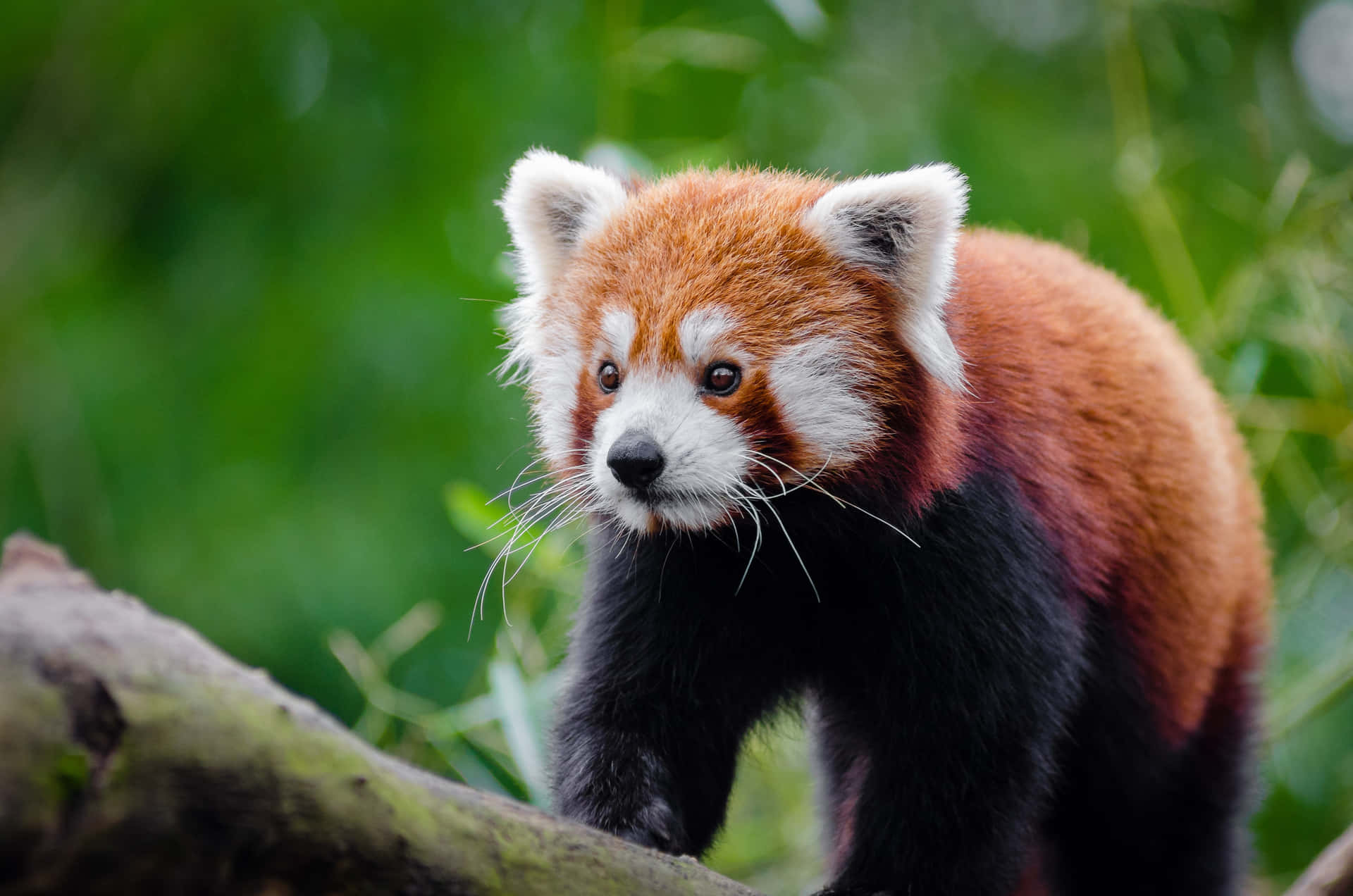 The adorable red panda takes a rest against a green background.