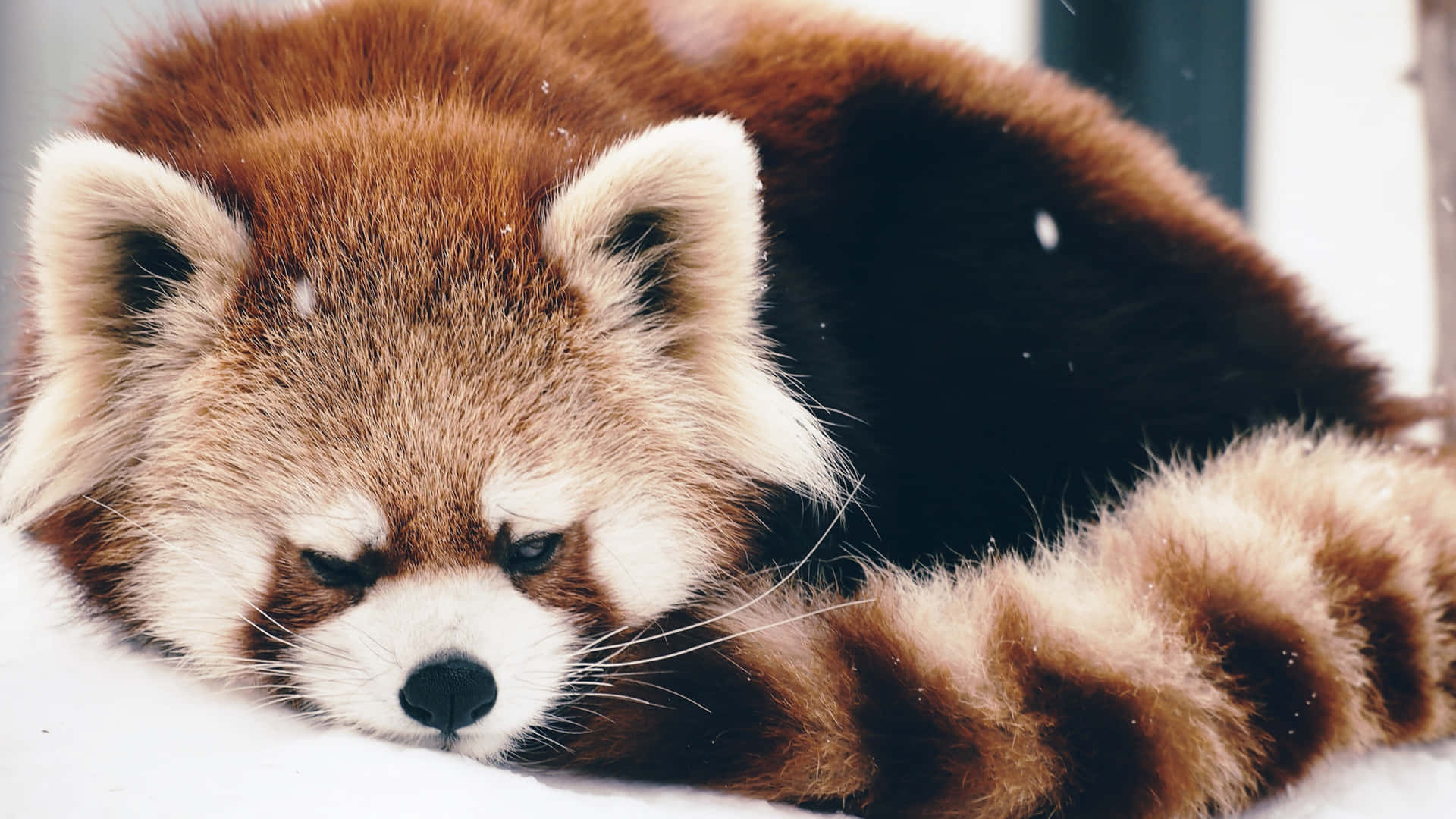 A red panda looks out over the snowy mountain ridges.