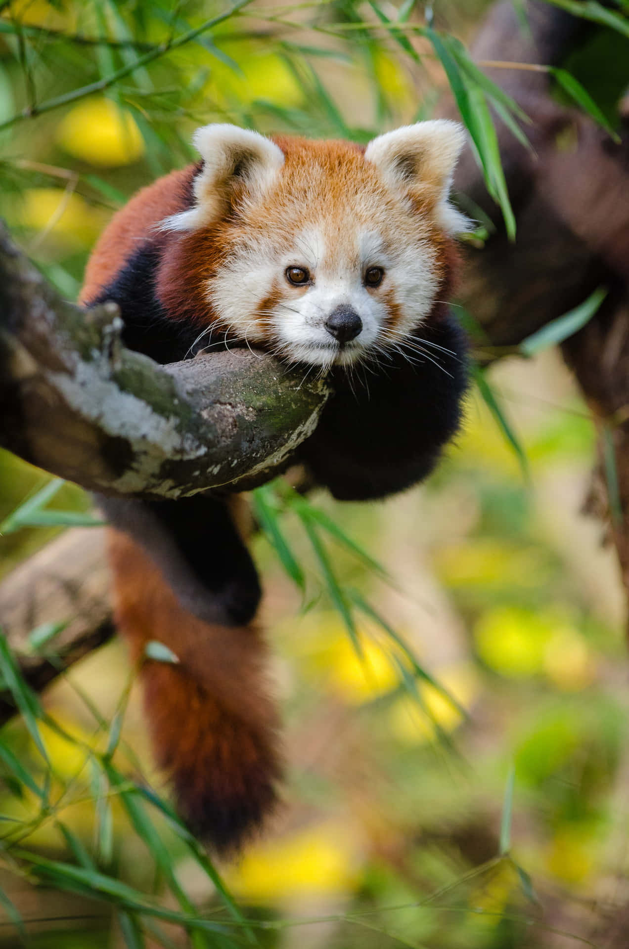 Sødrød Panda Sidder I Et Træ.