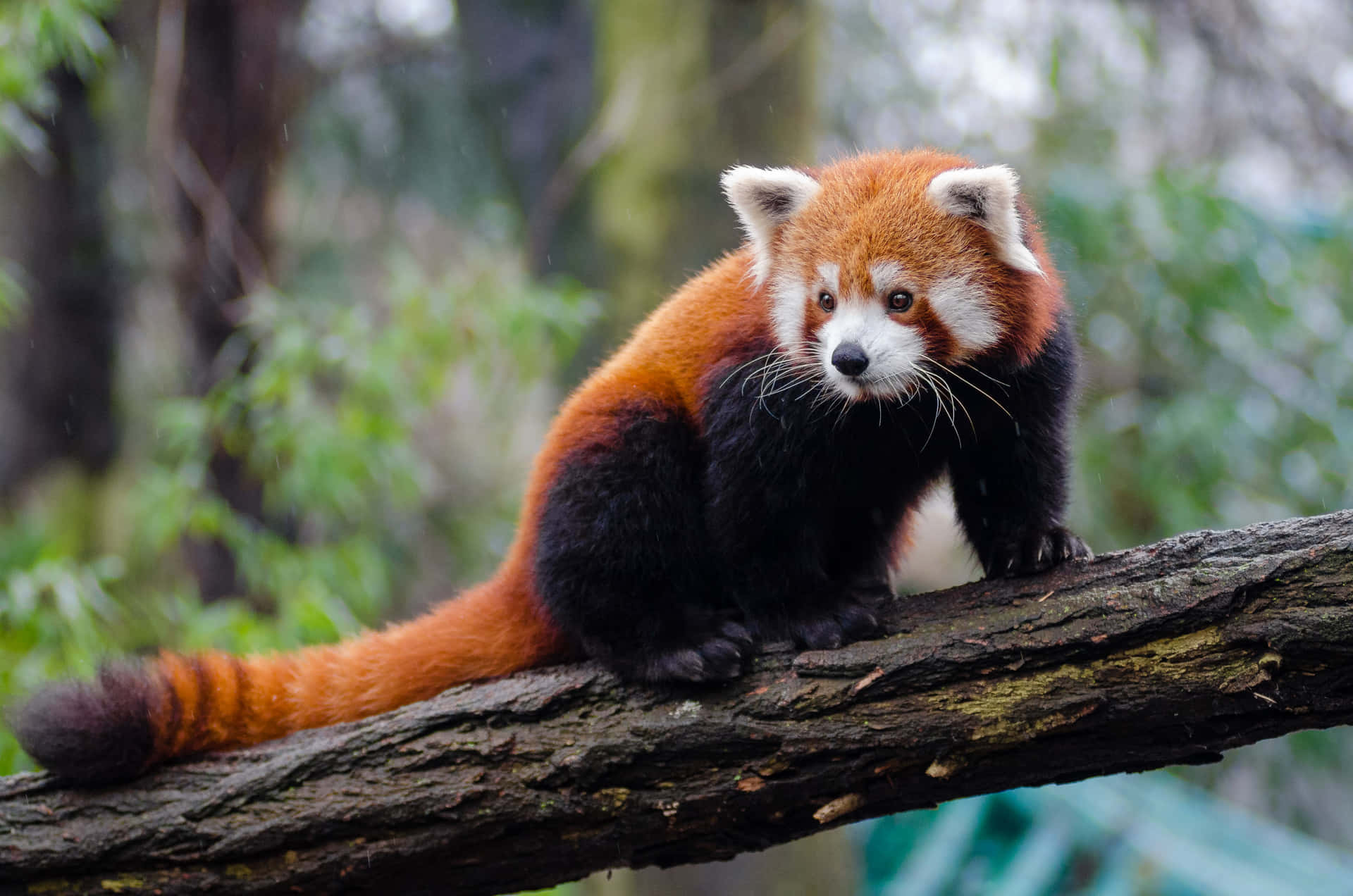 Enjoy the view of a red panda taking a nap in the bamboo forest.