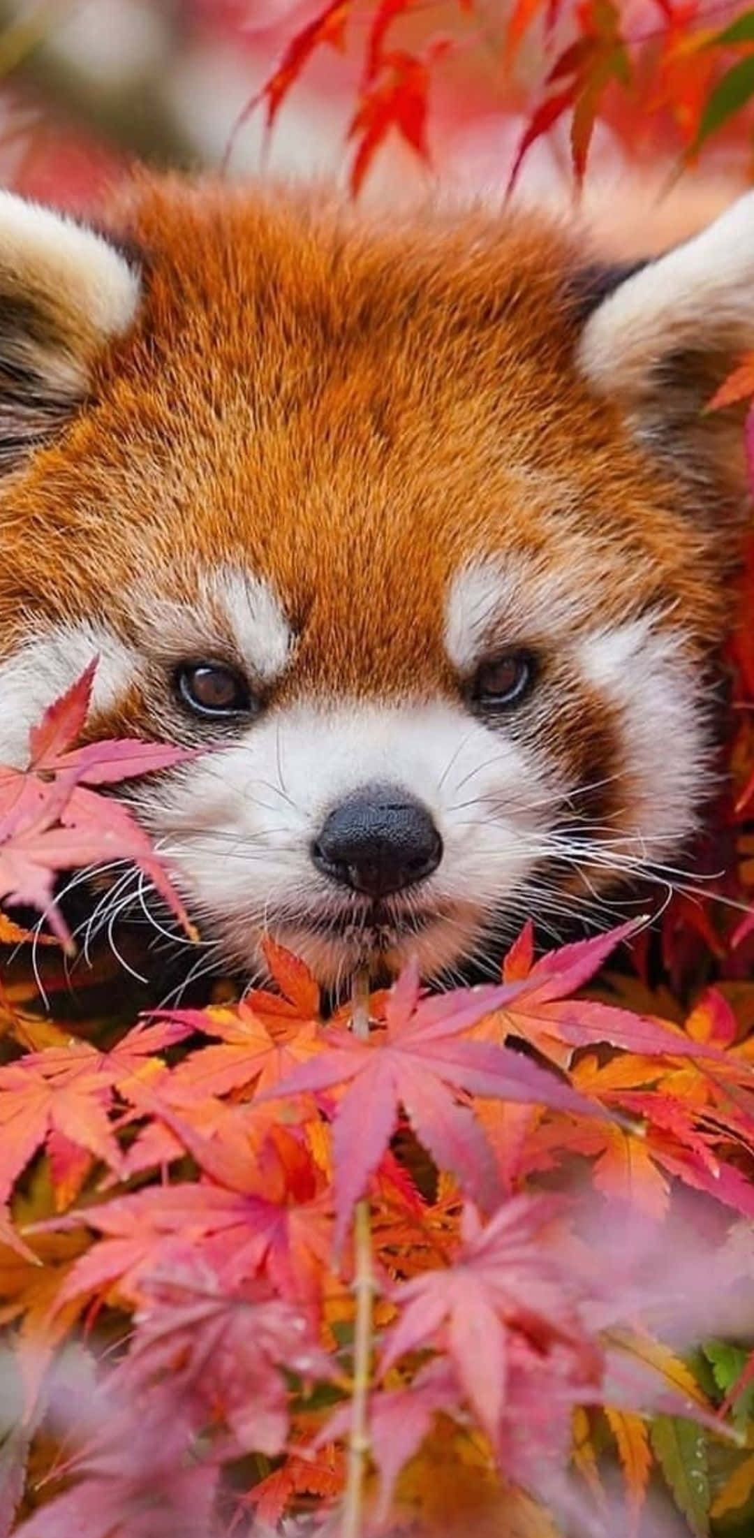 Red Panda In Autumn Leaves