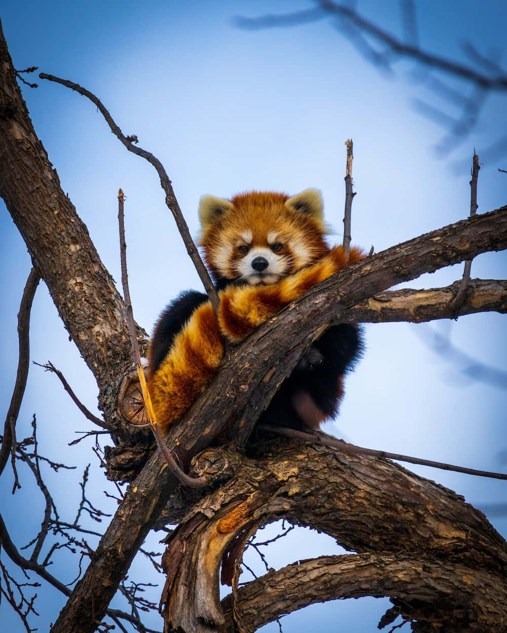 Adorable Red Panda curled up in a tree