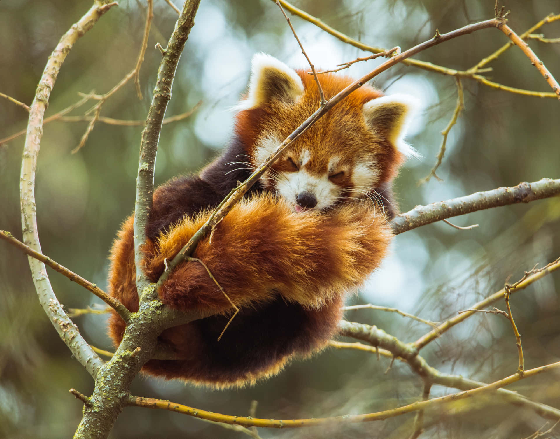 A Lovable Red Panda Enjoys the Fullness of Nature