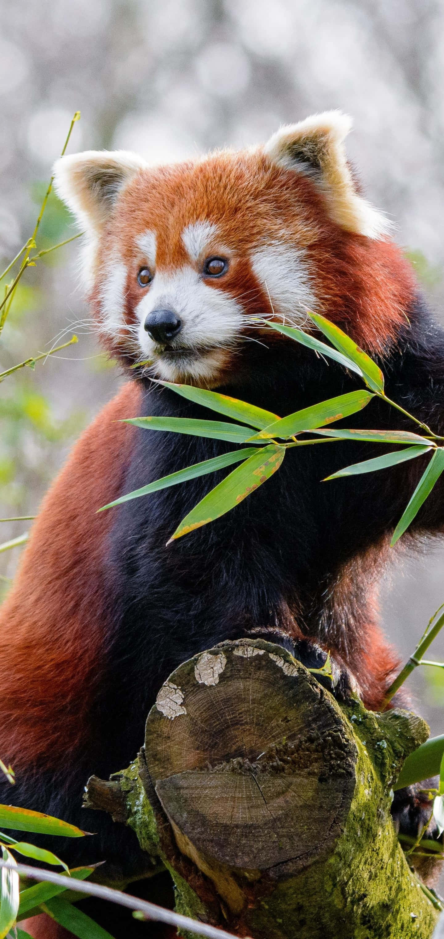 "The Red Panda Enjoying Nature"