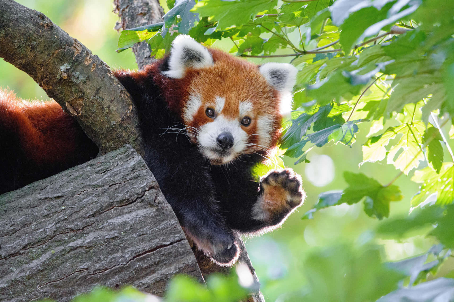 Sødrød Panda Sidder I Et Træ.