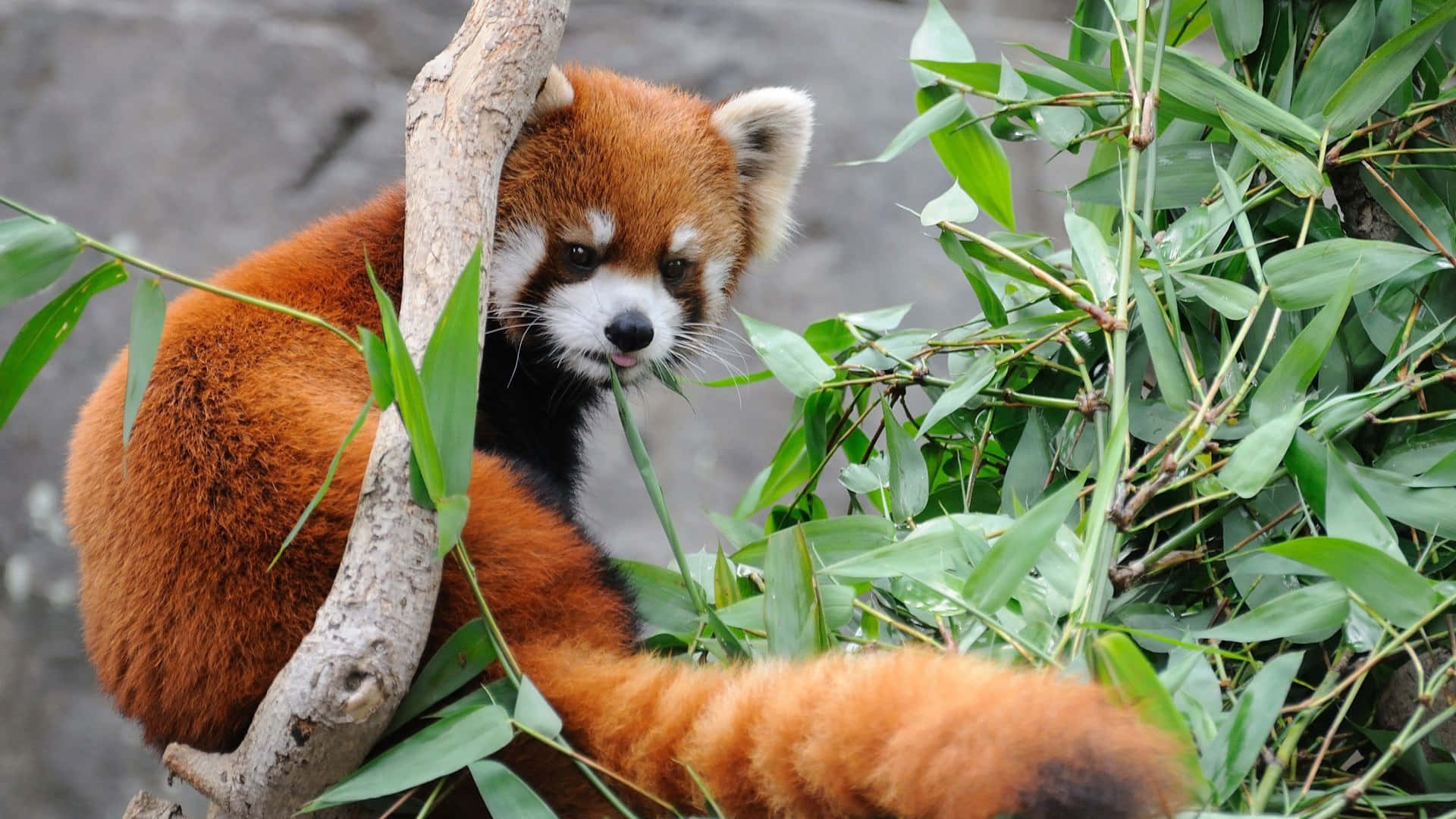 Adorable Red Panda Peeking From its Habitation
