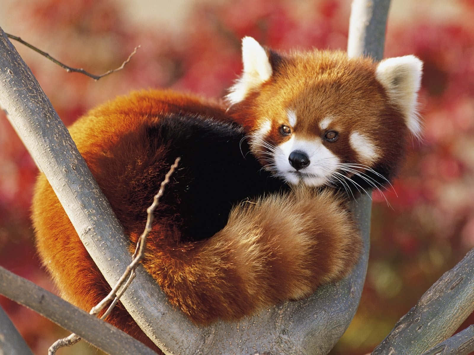 Bedåranderöd Panda I Sin Naturliga Livsmiljö