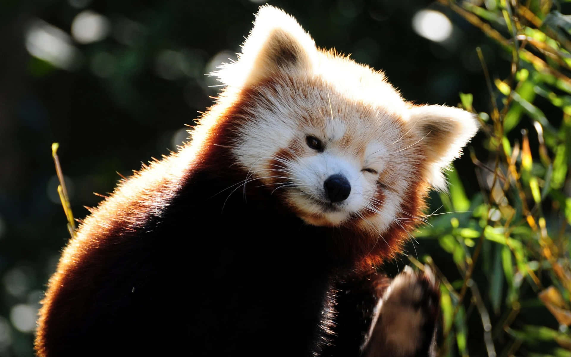 Sødrød Panda, Der Lever I Sin Naturlige Habitat.