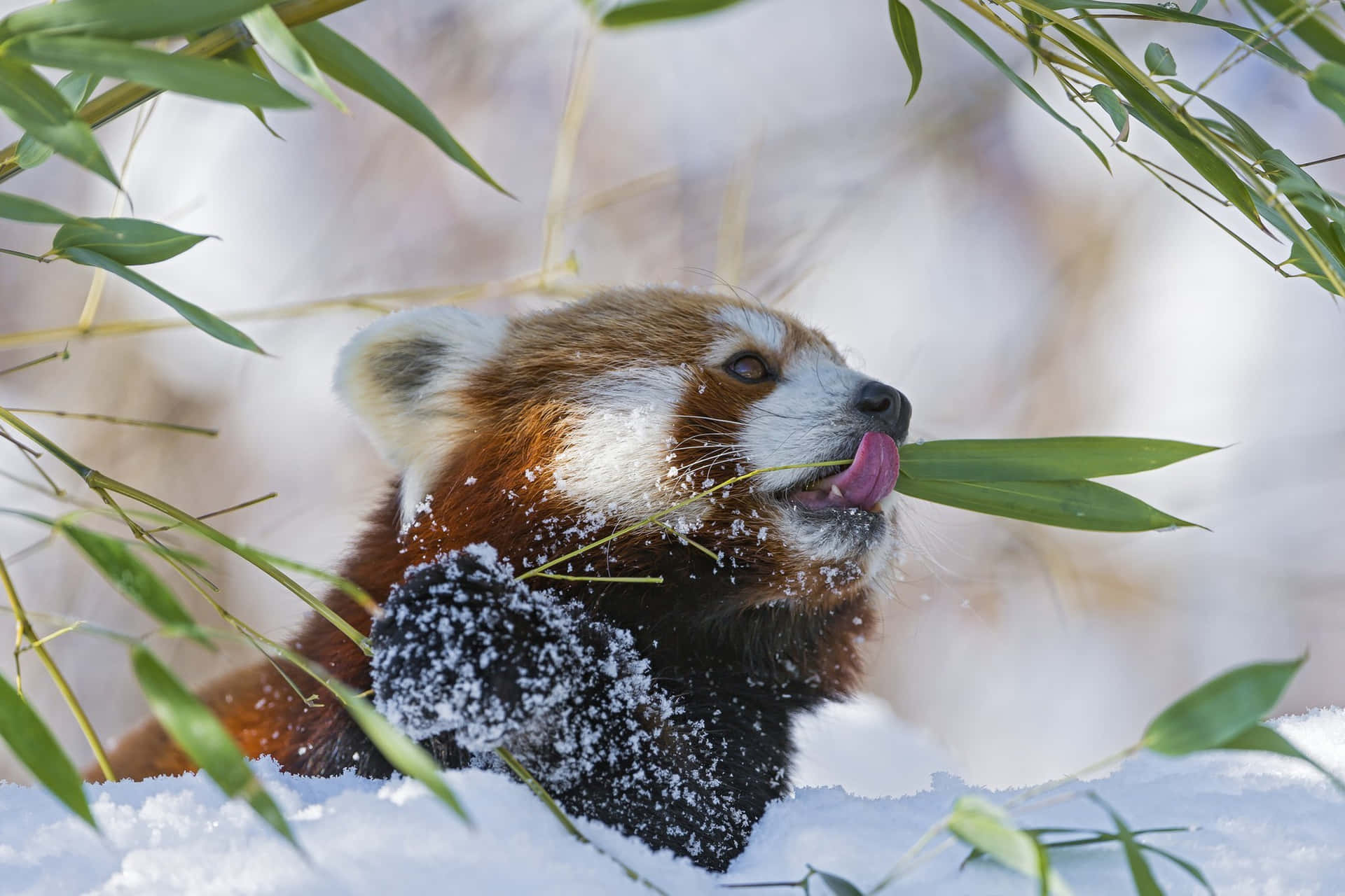 Enrød Panda Slapper Af I Bambusskoven.