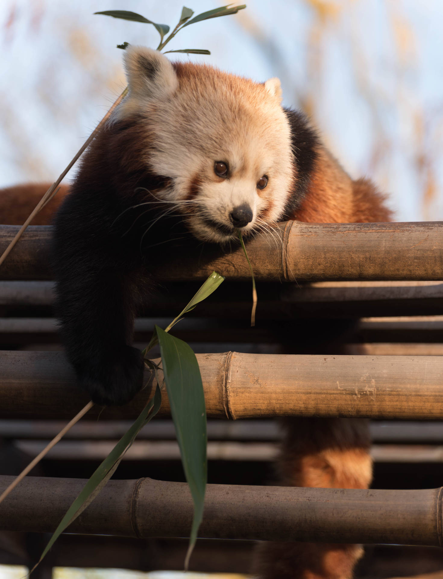 Red Panda Bamboo Logs