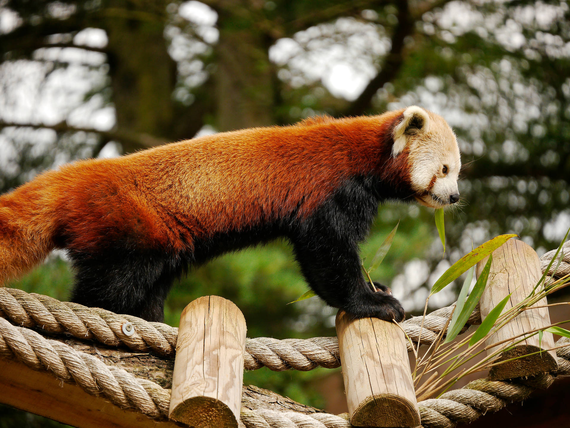 Pandarojo Disfrutando De Bambú Fondo de pantalla