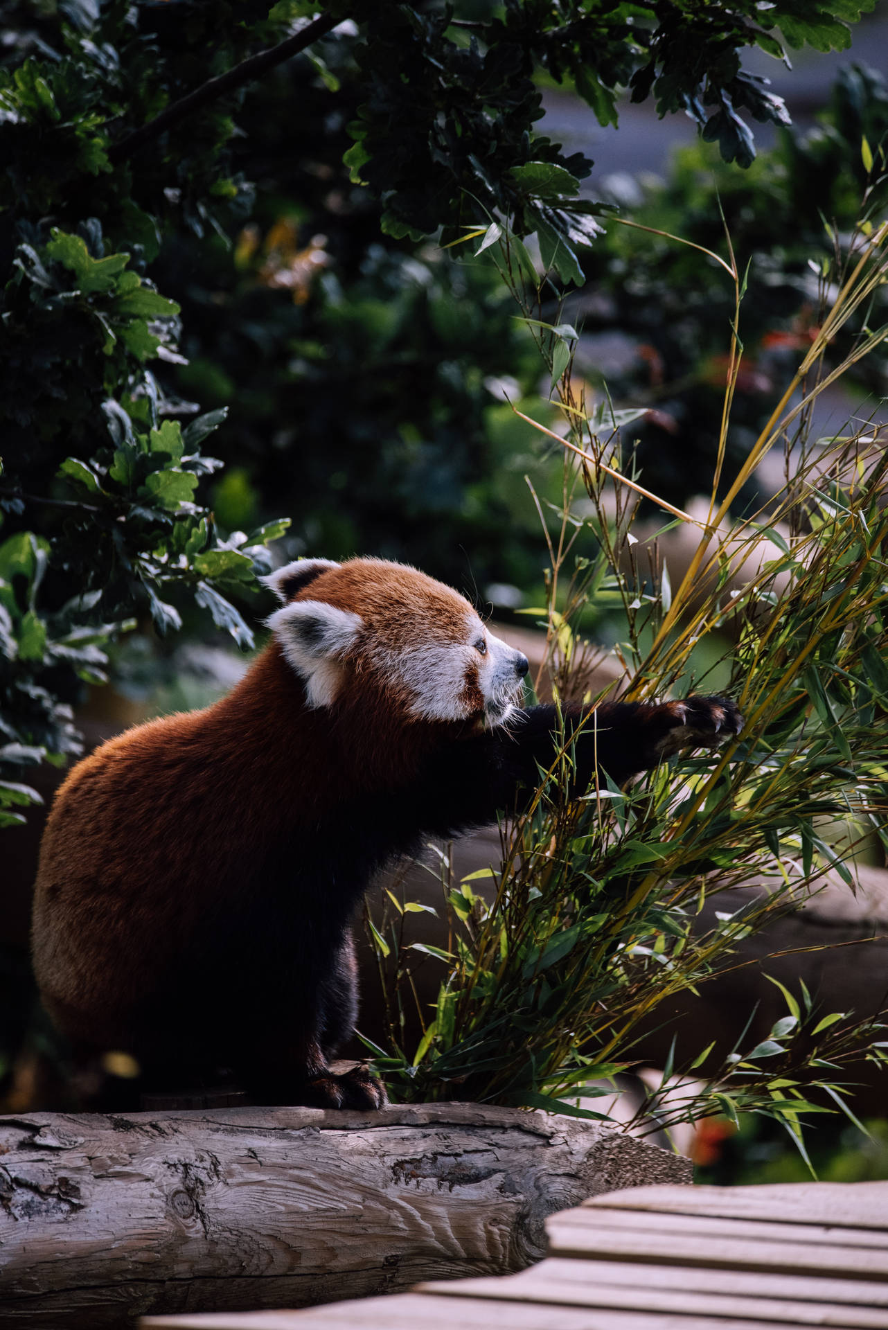 Bambù Artigliato Del Panda Rosso Sfondo