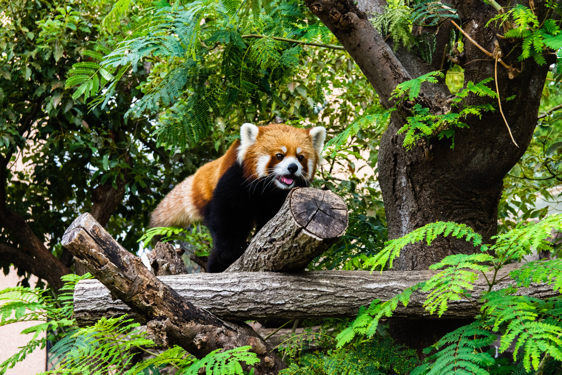 Rød Panda Crawling På Log Wallpaper