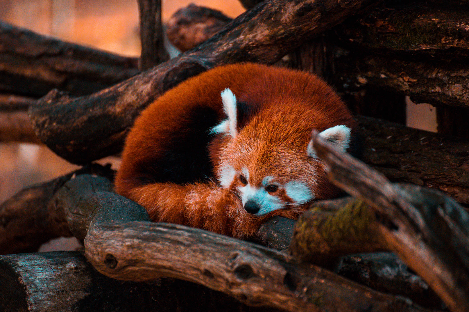 Red Panda Curved Red Tail Wallpaper