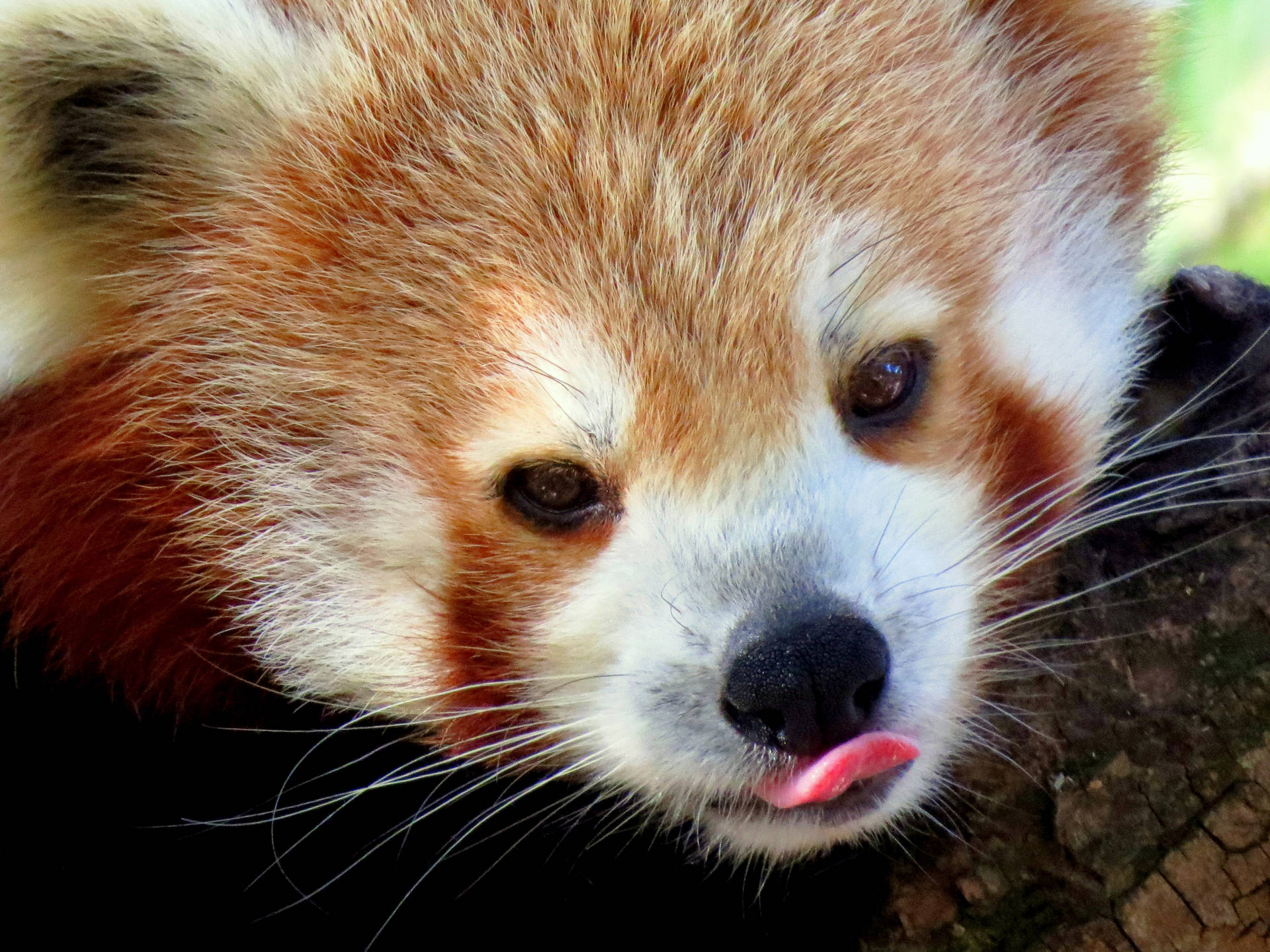 Red Panda Cute Tongue Background