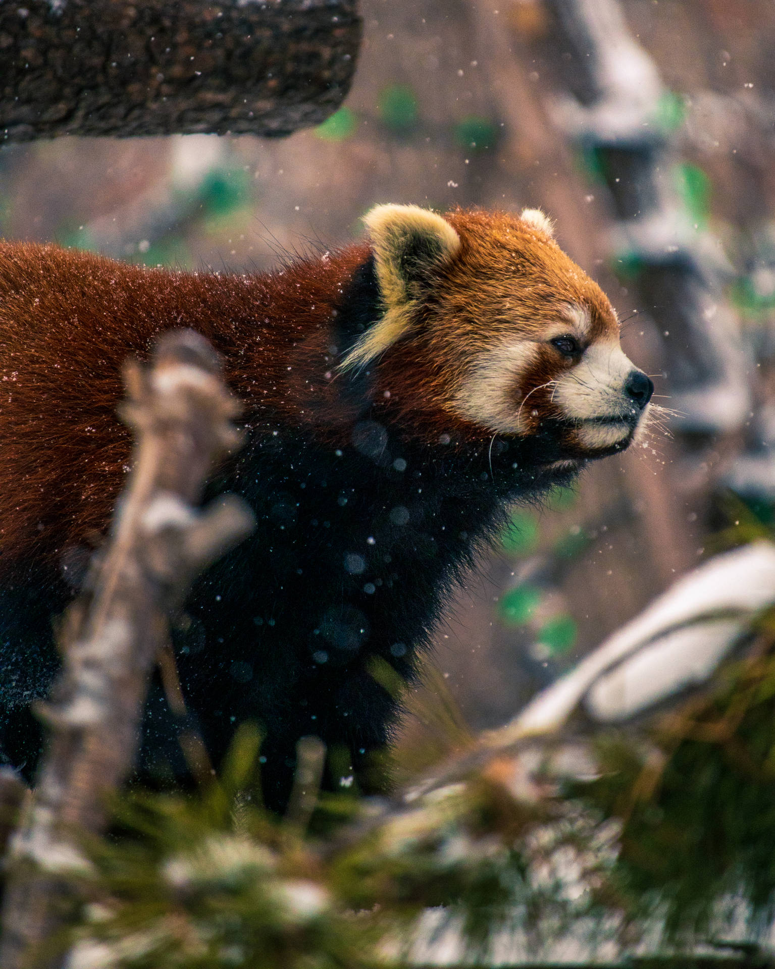 Perfillateral De La Cara De Un Panda Rojo. Fondo de pantalla