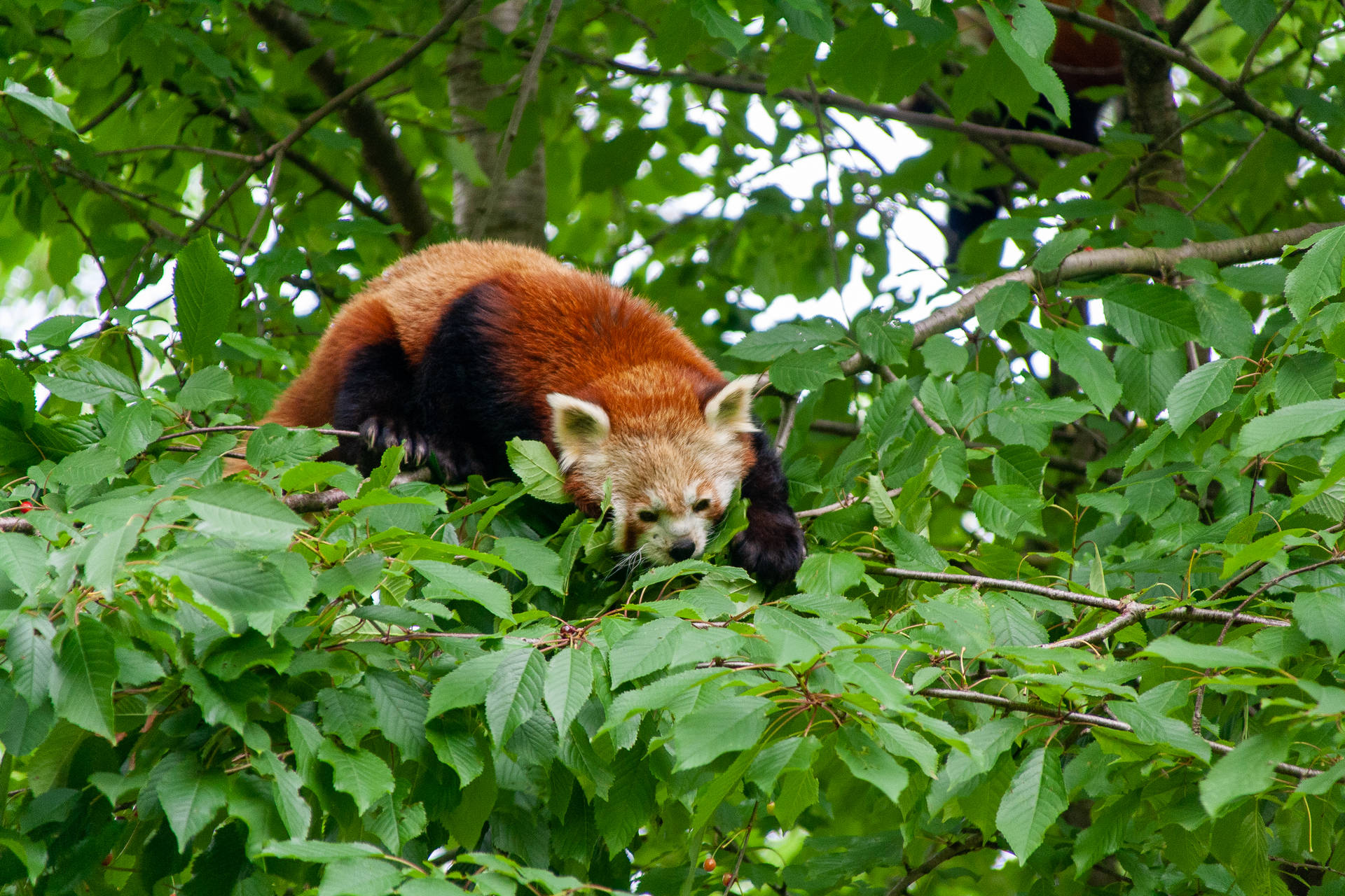 Red Panda Feasting On Leaves Background
