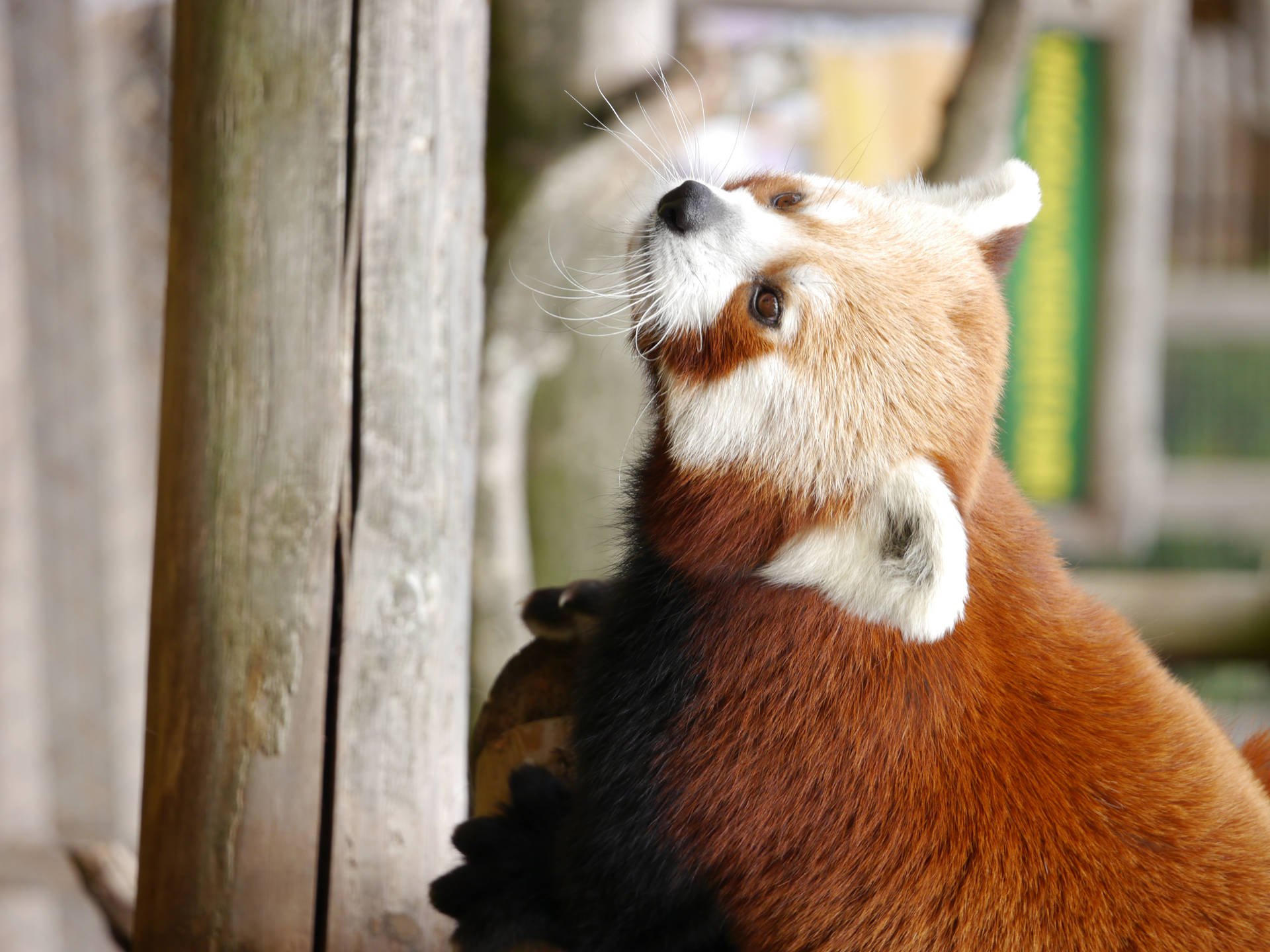 Rød Panda Fokuseret Instinkt Wallpaper