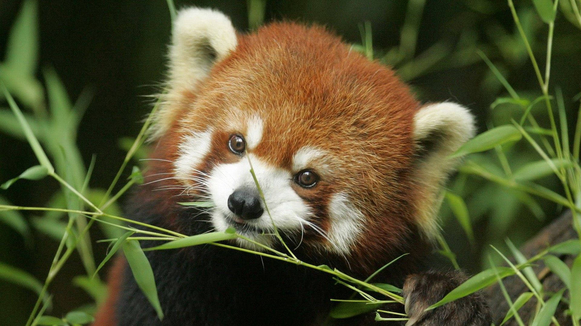 Download Red panda, grass, face, animal Wallpaper 