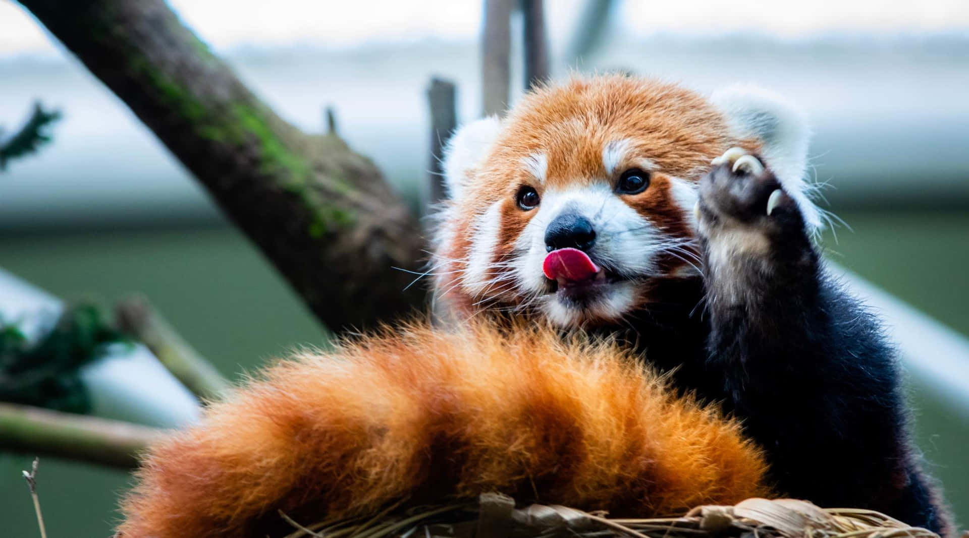 Red Panda Grooming Singapore Zoo Wallpaper