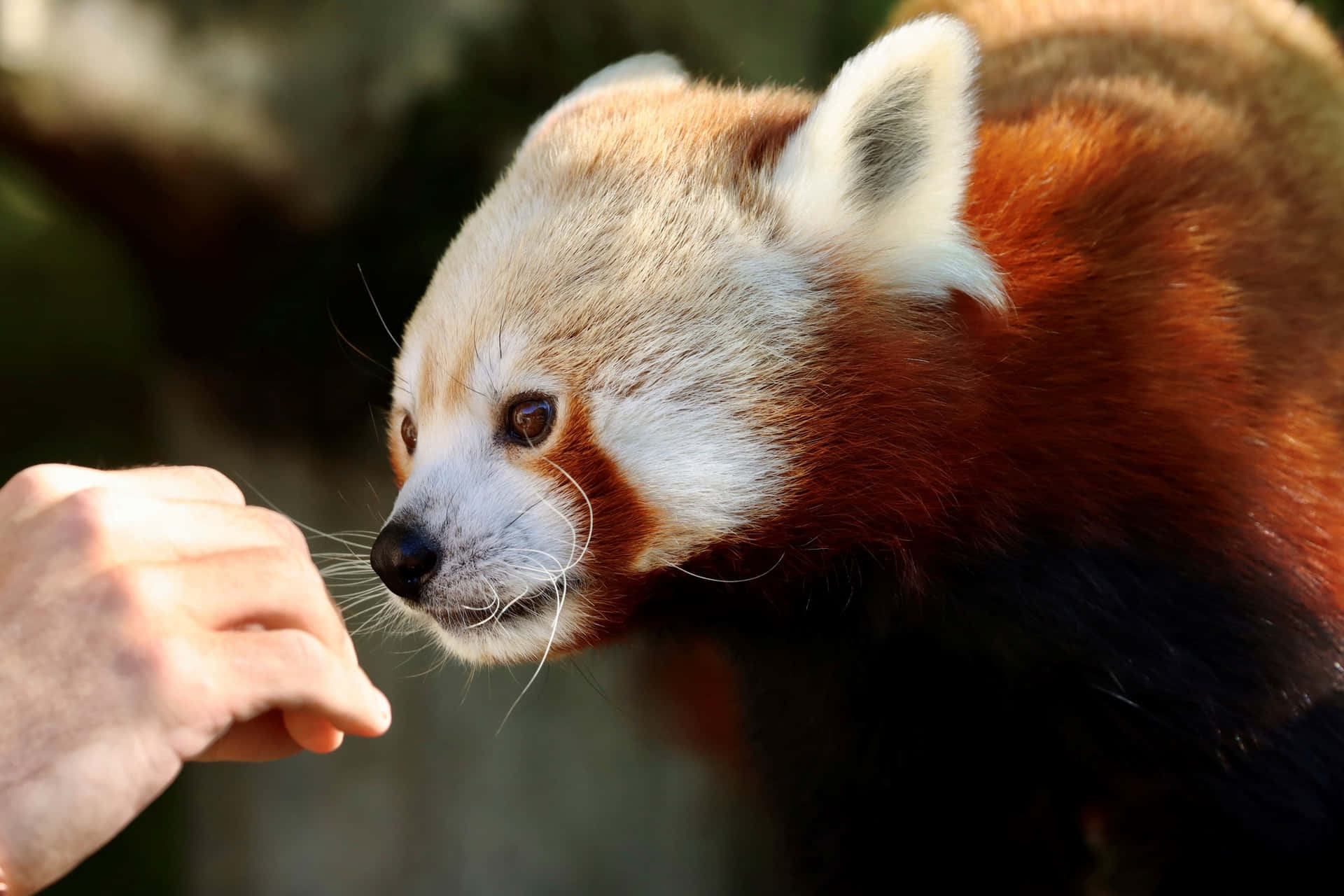 Red Panda Interaction Adelaide Zoo Wallpaper