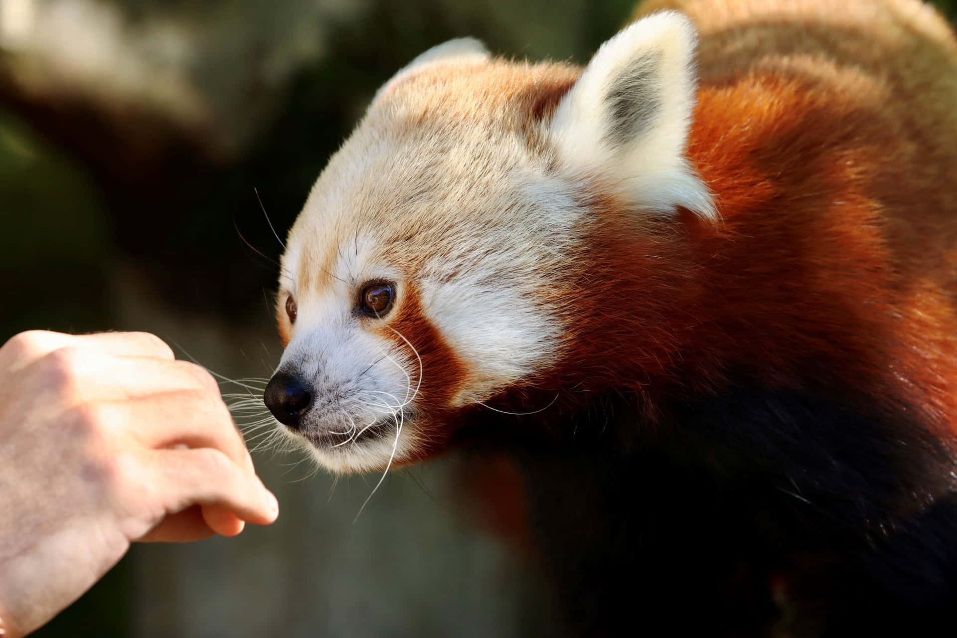 Rode Panda Interactie Adelaide Zoo Achtergrond