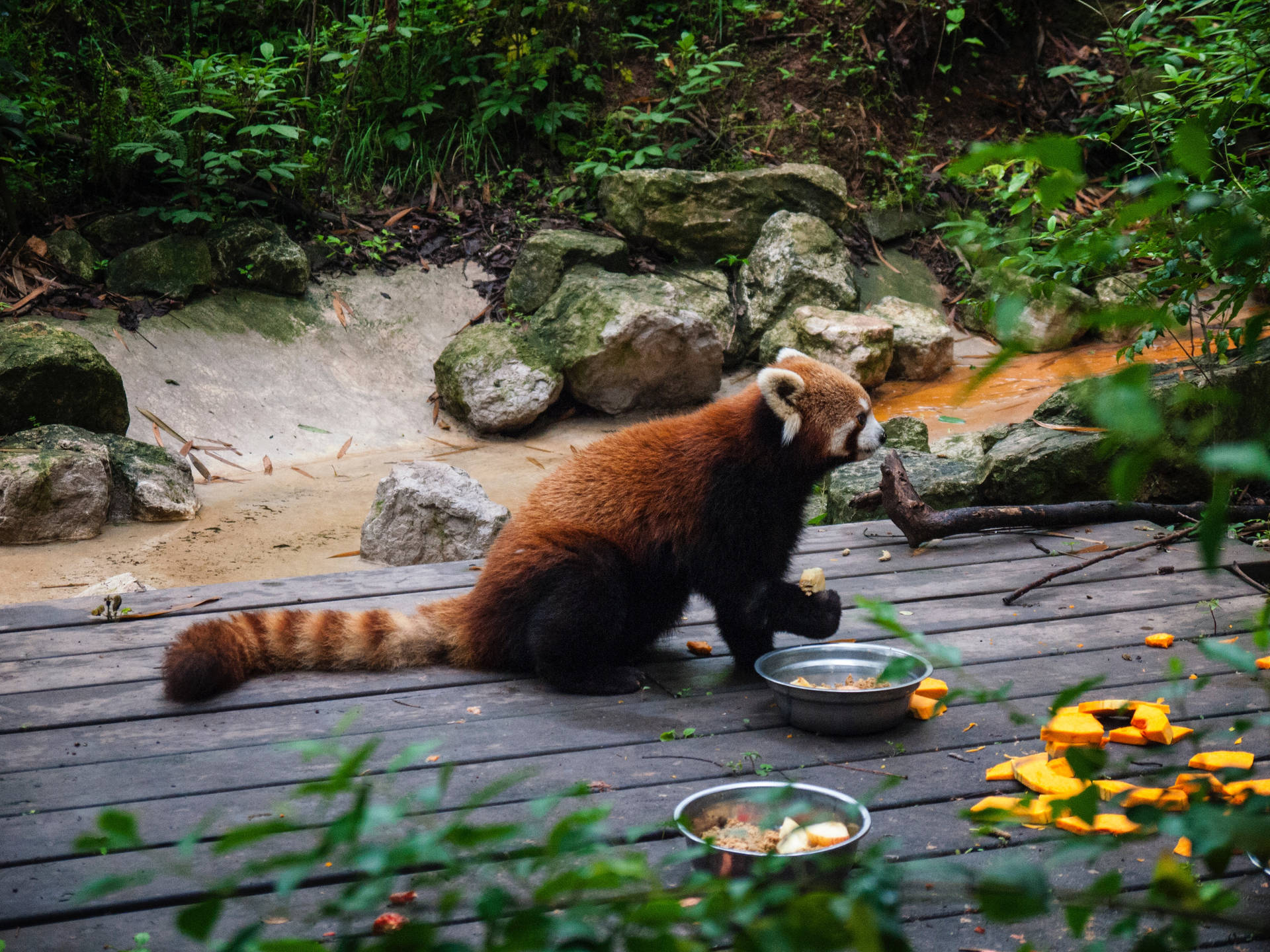 Red Panda Meal Time